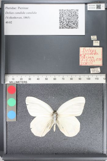 Media type: image;   Entomology 130530